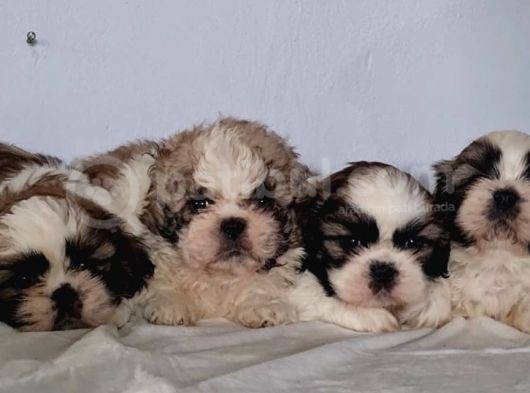 Vonalpet Garanti̇si̇yle Mükemmel Kali̇tede Shi̇h Tzu  Yavrularimiz görsel