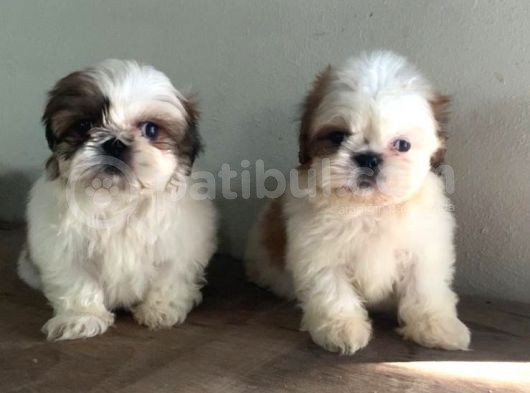 Vonalpet Garanti̇si̇yle Mükemmel Kali̇tede Shi̇h Tzu  Yavrularimiz görsel