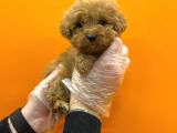 VONALPET GARANTİSİYLE MÜKEMMEL KALİTEDE MALTİPOO  YAVRULARIMIZ