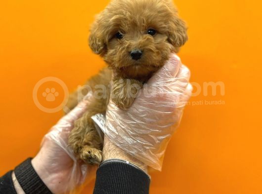 VONALPET GARANTİSİYLE MÜKEMMEL KALİTEDE MALTİPOO  YAVRULARIMIZ