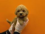 Vonalpet Garanti̇si̇yle Mükemmel Kali̇tede Malti̇poo  Yavrularimiz