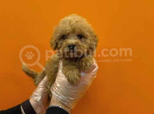Vonalpet Garanti̇si̇yle Mükemmel Kali̇tede Malti̇poo  Yavrularimiz görsel