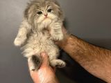 VONALPET GARANTİSİYLE MÜKEMMEL KALİTEDE BRİTİSH SHORTHAİR YAVRULARIMIZ