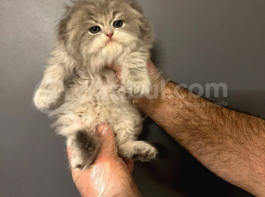 Vonalpet Garanti̇si̇yle Mükemmel Kali̇tede Bri̇ti̇sh Shorthai̇r Yavrularimiz