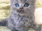 Vonalpet Garanti̇si̇yle Mükemmel Kali̇tede Bri̇ti̇sh Shorthai̇r Yavrularimiz