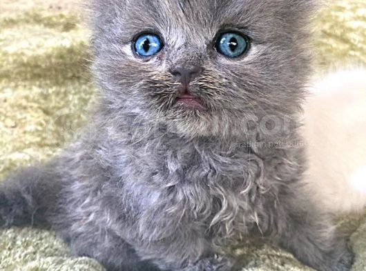 Vonalpet Garanti̇si̇yle Mükemmel Kali̇tede Bri̇ti̇sh Shorthai̇r Yavrularimiz görsel