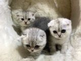 Vonalpet Garanti̇si̇yle Mükemmel Kali̇tede Bri̇ti̇sh Shorthai̇r Yavrularimiz