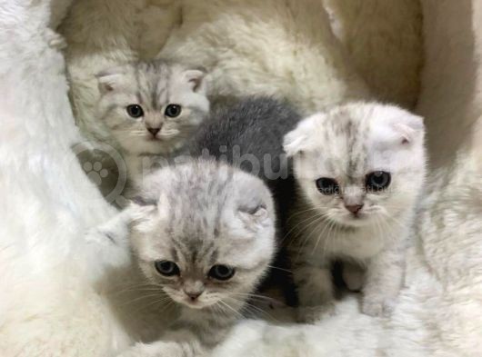 Vonalpet Garanti̇si̇yle Mükemmel Kali̇tede Bri̇ti̇sh Shorthai̇r Yavrularimiz görsel