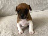 Orjinal Jack Russel Bebeklerim