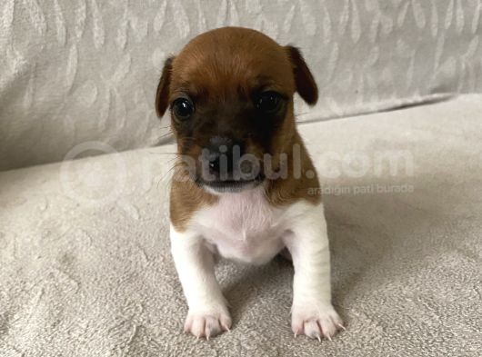 Orjinal Jack Russel Bebeklerim görsel