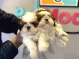 Wc Eğitimli En Güzel Shih_Tzu Yavrularımız