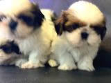 Wc Eğitimli En Güzel Shih_Tzu Yavrularımız