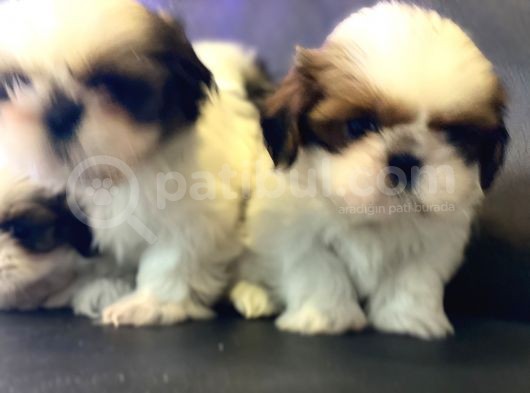 Wc Eğitimli En Güzel Shih_Tzu Yavrularımız görsel