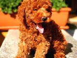 Kore Kani Red Brown Toy Poodle Yavrulari̇mi̇z
