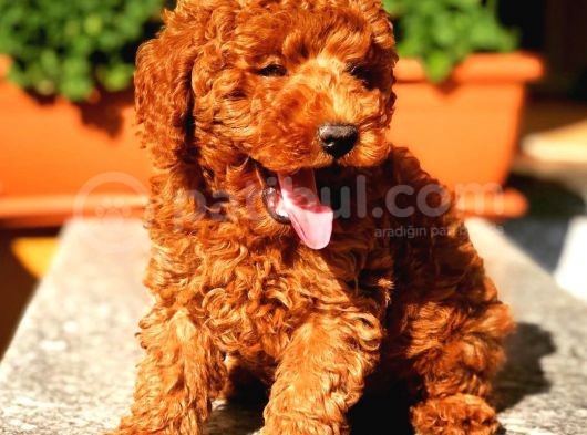 Kore Kani Red Brown Toy Poodle Yavrulari̇mi̇z görsel