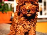 KORE KANI RED BROWN TOY POODLE YAVRULARİMİZ