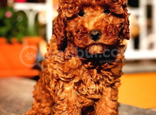 Kore Kani Red Brown Toy Poodle Yavrulari̇mi̇z