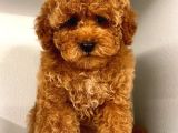 Üst Kali̇te Kore Red Brown Kani Toy Poodle Yavrulari̇mi̇z