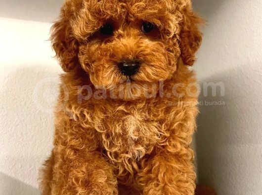 Üst Kali̇te Kore Red Brown Kani Toy Poodle Yavrulari̇mi̇z görsel