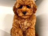 ÜST KALİTE KORE rED BROWN KANI TOY POODLE YAVRULARİMİZ