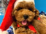 Show Kali̇te Red Brown Toy Poodle Bebekleri̇m