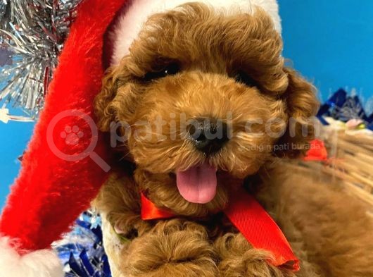 Show Kali̇te Red Brown Toy Poodle Bebekleri̇m görsel