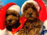 Show Kali̇te Red Brown Toy Poodle Bebekleri̇m