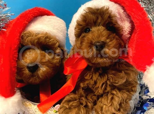 Show Kali̇te Red Brown Toy Poodle Bebekleri̇m görsel