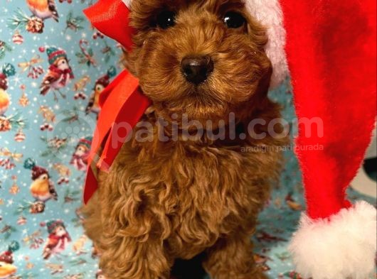 Show Kali̇te Red Brown Toy Poodle Bebekleri̇m görsel