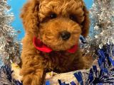 Show Kali̇te Red Brown Toy Poodle Bebekleri̇m