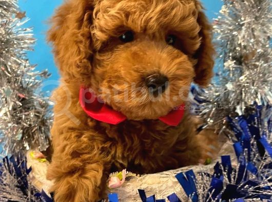 Show Kali̇te Red Brown Toy Poodle Bebekleri̇m görsel