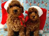 SHOW KALİTE RED BROWN TOY POODLE BEBEKLERİM