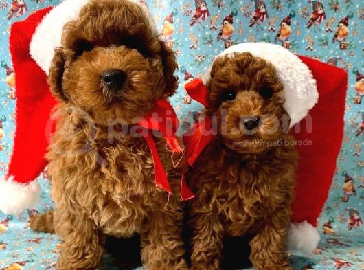 Show Kali̇te Red Brown Toy Poodle Bebekleri̇m