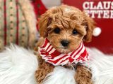 Dünya Tatlisi Red Brown Toy Poodle Yavrularimiz