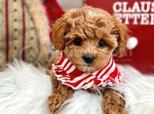 Dünya Tatlisi Red Brown Toy Poodle Yavrularimiz görsel