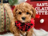 Dünya Tatlisi Red Brown Toy Poodle Yavrularimiz