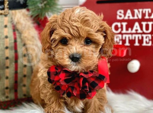 Dünya Tatlisi Red Brown Toy Poodle Yavrularimiz görsel