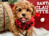 Dünya Tatlisi Red Brown Toy Poodle Yavrularimiz