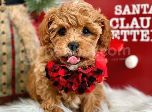 Dünya Tatlisi Red Brown Toy Poodle Yavrularimiz görsel