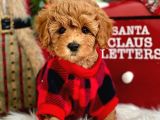 Dünya Tatlisi Red Brown Toy Poodle Yavrularimiz