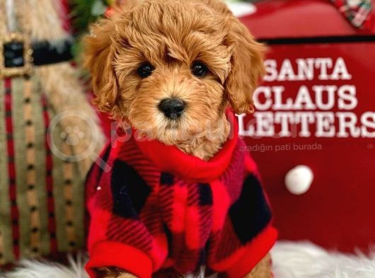 Dünya Tatlisi Red Brown Toy Poodle Yavrularimiz görsel
