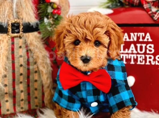 Dünya Tatlisi Red Brown Toy Poodle Yavrularimiz