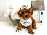 Sevi̇mli̇ Red Brown Toy Poodle Bebekleri̇mi̇z
