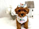 SEVİMLİ RED BROWN TOY POODLE BEBEKLERİMİZ