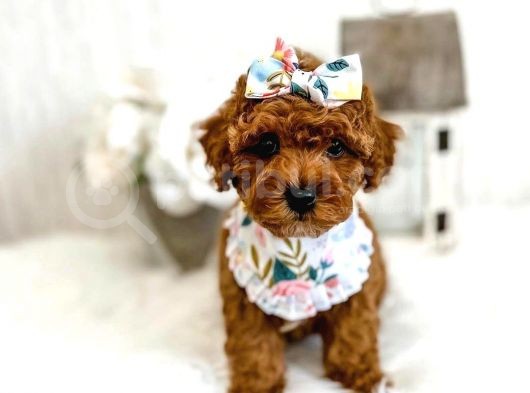Sevi̇mli̇ Red Brown Toy Poodle Bebekleri̇mi̇z