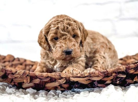 Neşe Kaynaği Red Brown Toy Poodle Bebekleri̇mi̇z görsel