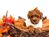 Dünya Tatlisi Red Brown Toy Poodle Yavrularimiz