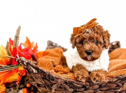 Dünya Tatlisi Red Brown Toy Poodle Yavrularimiz görsel