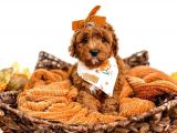 Dünya Tatlisi Red Brown Toy Poodle Yavrularimiz