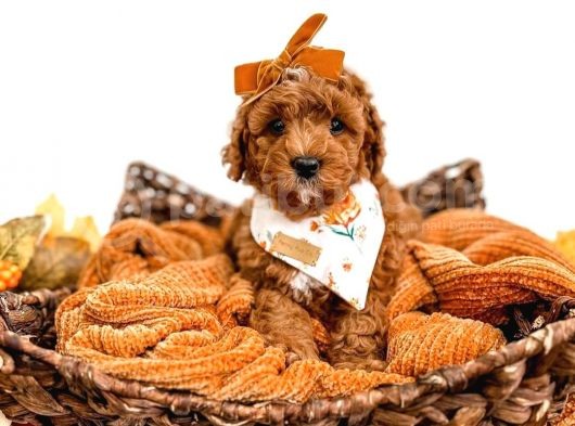 Dünya Tatlisi Red Brown Toy Poodle Yavrularimiz görsel
